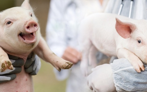 Recommendations when taking care of sows by stages